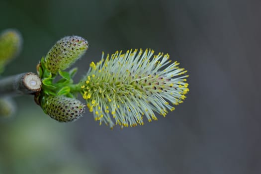 catkins flower macro