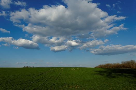 green wheat field under the blue cloudy sky