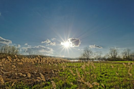 Reed in cloudy bright weather, the wind