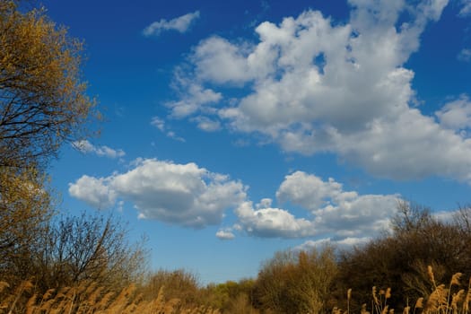 Reed in cloudy bright weather, the wind