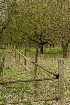 old wooden fence on edge of the forest