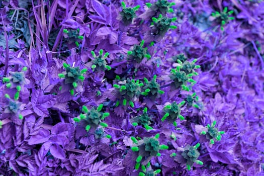 flowering nettle with special filter