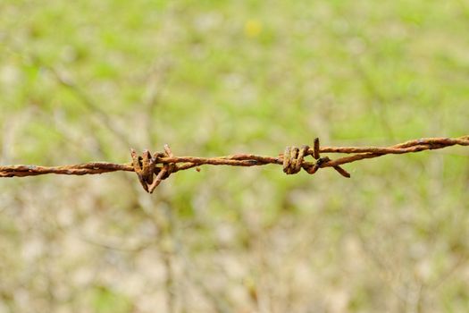 barbed Wire fence in front of the green meadow