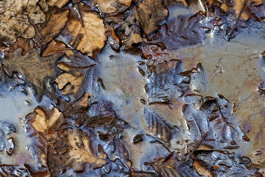 oil pollution on forest land