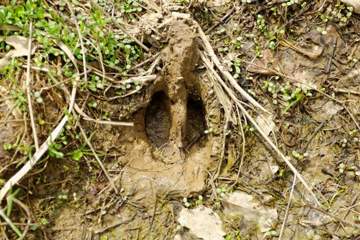 wild boar footprints in the mud