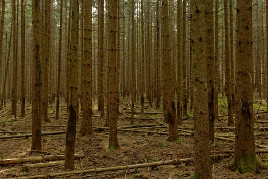 dense pine forest
