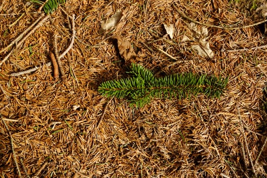 brown dry pine needles background with small brenches