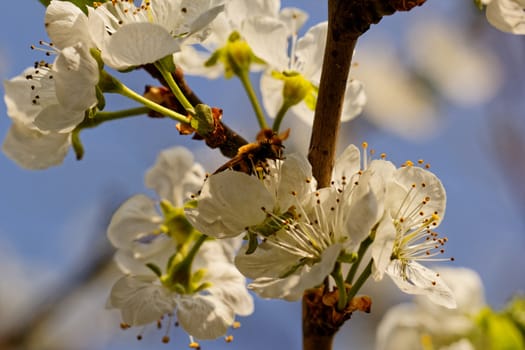 blossom tree with a bee pollination