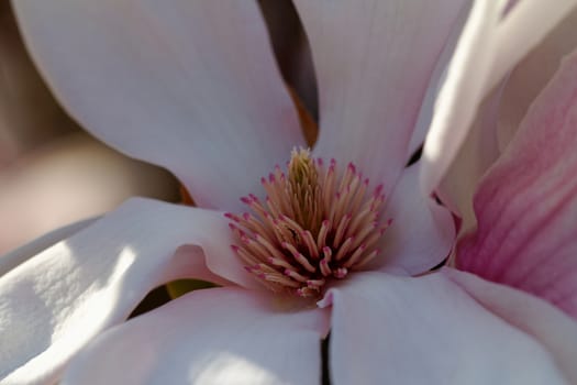 Closeup about a blossom Magnolia tree