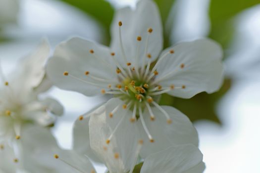 beautyful blossom cherry tree