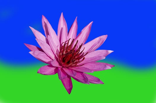 Pink Lotus on Blue-Green Background. Nimphaea. Samosir Island North Sumatra, Indonesia.