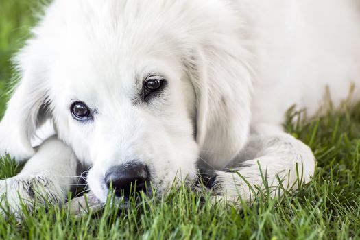 Closeup of a young lying Golden Retriever