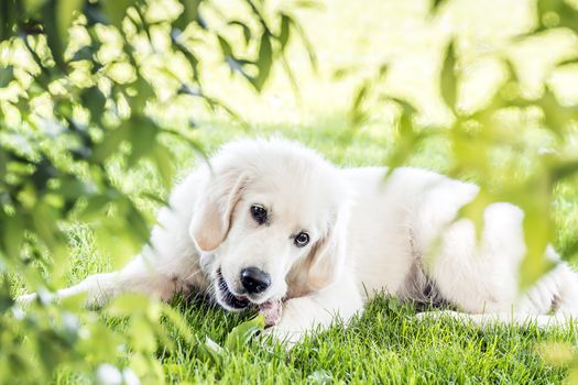 Picture of a young golden retriever lying in garden