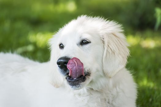 Picture of a golden retriever in meadow