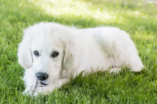 Image of a loving, young golden retriever lying in a meadow