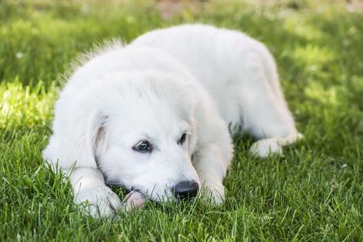 Picture of a young golden retriever lying in a meadow