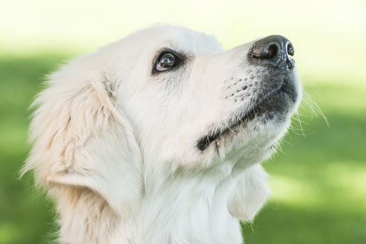 Portrait of a Golden Retriever outdoor in spring