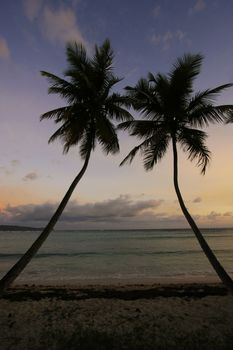 Silhouette of palm trees at sunrise, Las Galeras beach, Samana peninsula, Dominican Republic