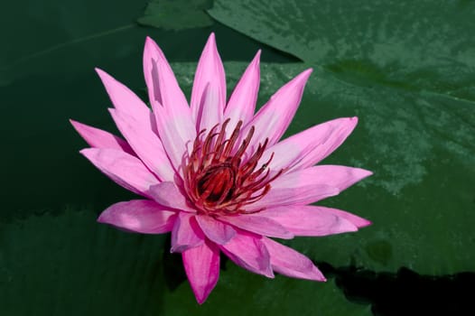 Pink Lotus with a little honey bee. Nimphea. Samosir Island, Lake Toba North Sumatra Indonesia.