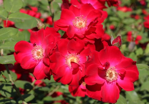 several red roses in a garden