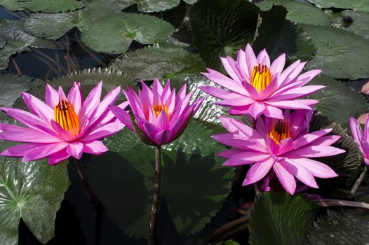 Pink Lotuses on Samosir Island.  Lake Toba  North Sumatra  Indonesia.