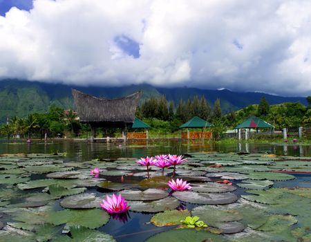 Lotuses and Mountain. Samosir Island  Lake Toba  North Sumatra  Indonesia.