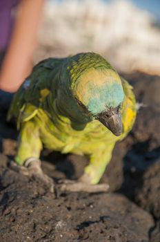 colorful parrots perched on a rock by the sea