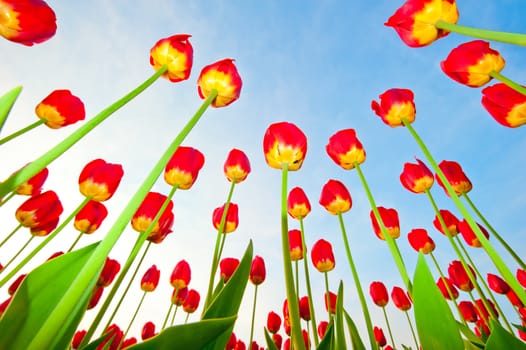 Red tulips on a background of blue sky