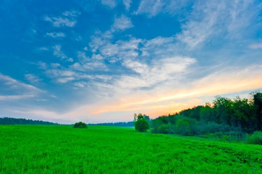 fresh green grass with bright blue sky