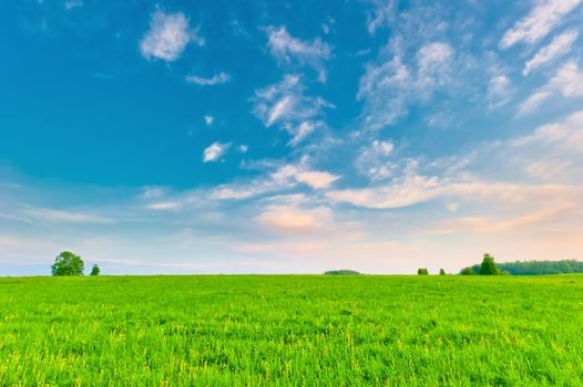 Green field and lonely tree - Landscape