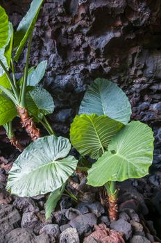 green leaf growing in a cave