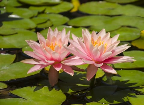Two pink Lotus on the pond's water