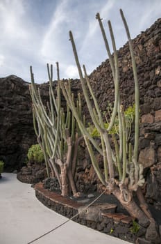 cactus garden where there is a very rare species to see