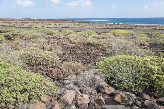 landscape of Lanzarote where we observe the nature of the island and the Atlantic Ocean