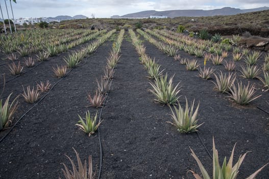 aloe vera plantation where collected for products