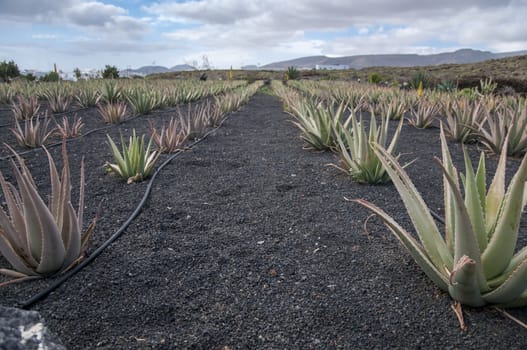 aloe vera plantation where collected for products