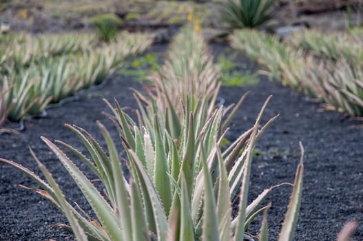 aloe vera plantation where collected for products