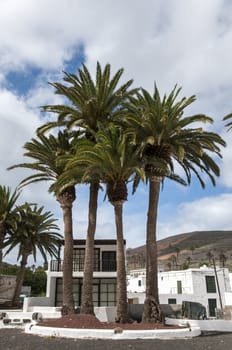 Lanzarote houses with decorative palm trees