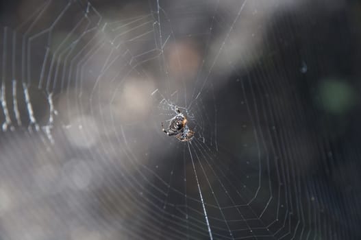 its web spider is waiting for prey to approach
