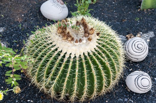 garden decorated with white stones and a cactus