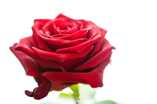 Closeup of red rose isolated over white background.