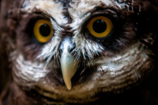 Spectacled Owl  closeup portrait