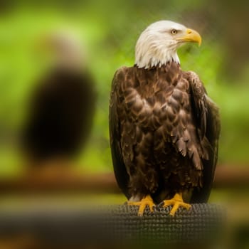 bald headed eagle portait closeup