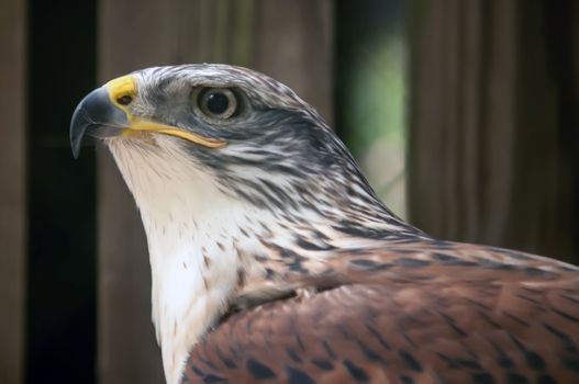 profile of a young hawk with wet feathers