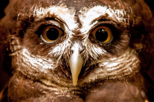 Spectacled Owl  closeup portrait