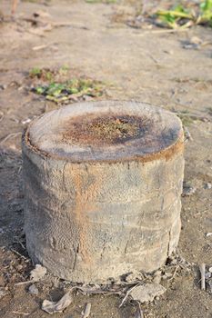 coconut tree stump