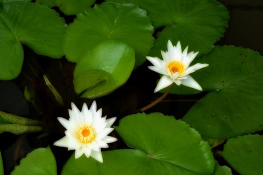 white lotus and green leafs