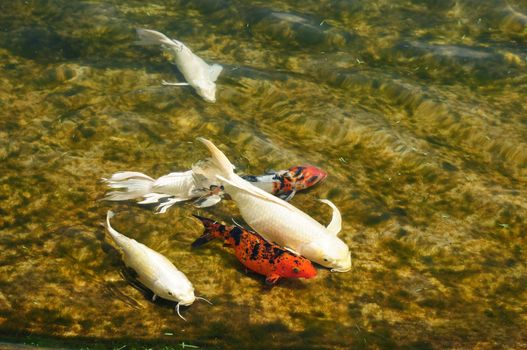 Colorful carp fish in water