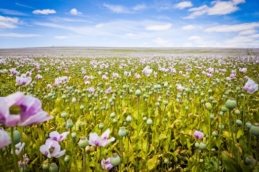 Poppy field with delicate purple flowers and seed capsules under a sunny blue sky