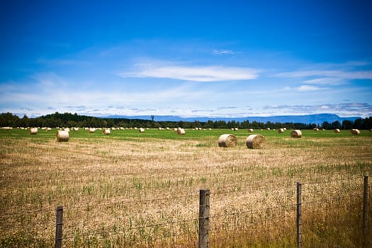 Agricultural field scattered with round hay bales in an open landscape with mountain backdrop